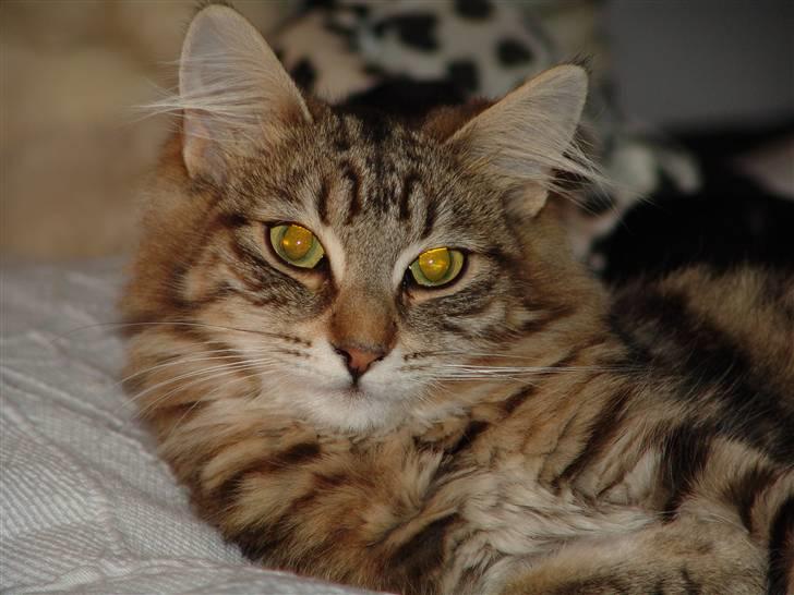 Norsk Skovkat DK Dansbjergs Fie billede 17