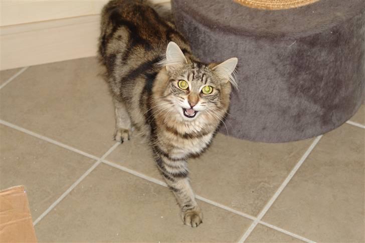 Norsk Skovkat DK Dansbjergs Fie billede 18