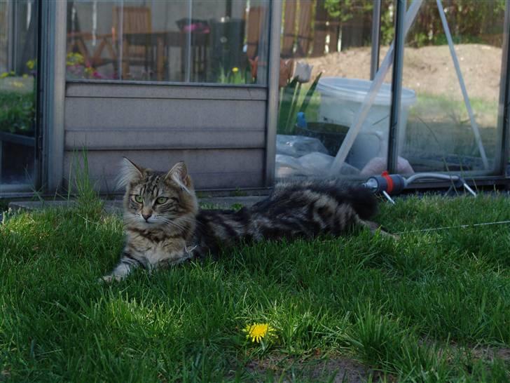 Norsk Skovkat DK Dansbjergs Fie billede 19