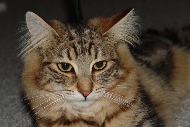 Norsk Skovkat DK Dansbjergs Fie billede 20