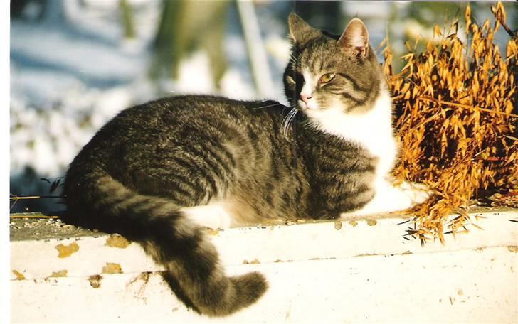 Blanding af racer Sofus billede 10