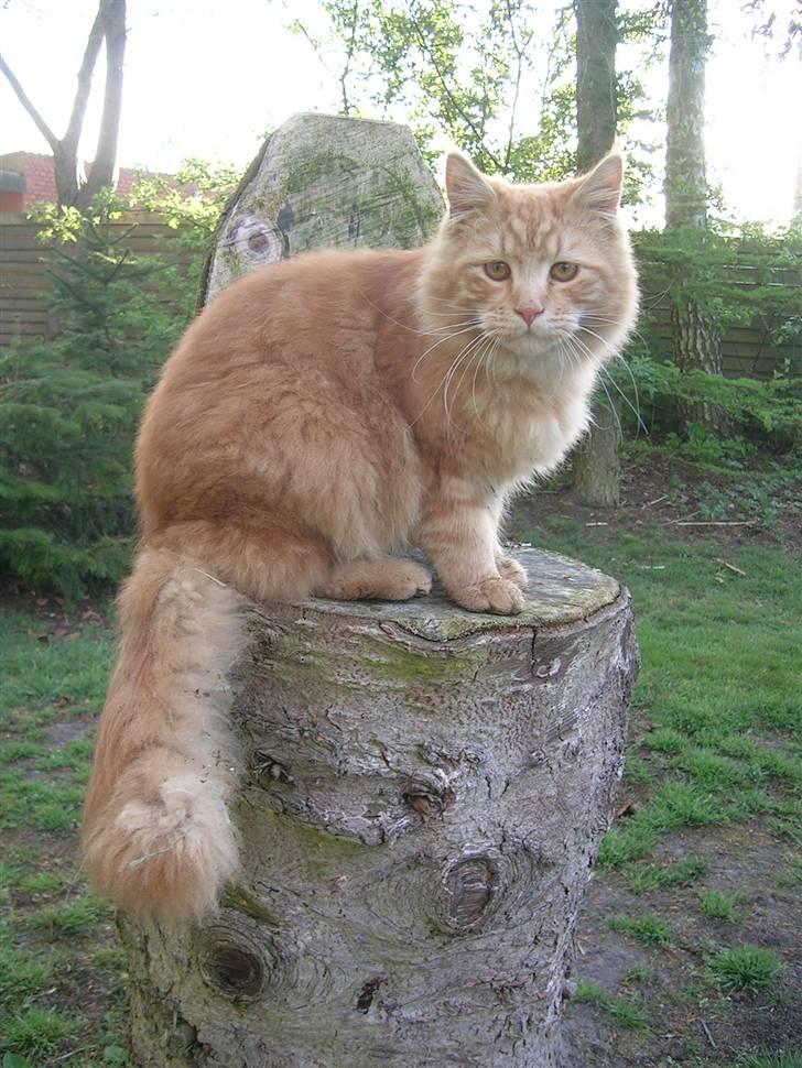 Maine Coon Pyrus billede 17