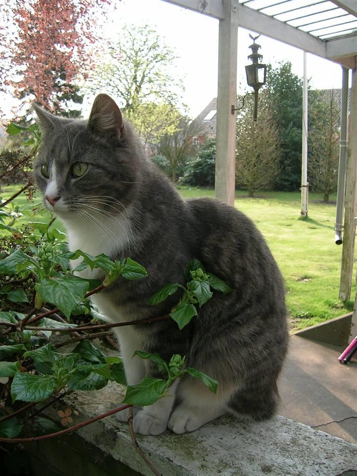 Blanding af racer Sofus billede 11