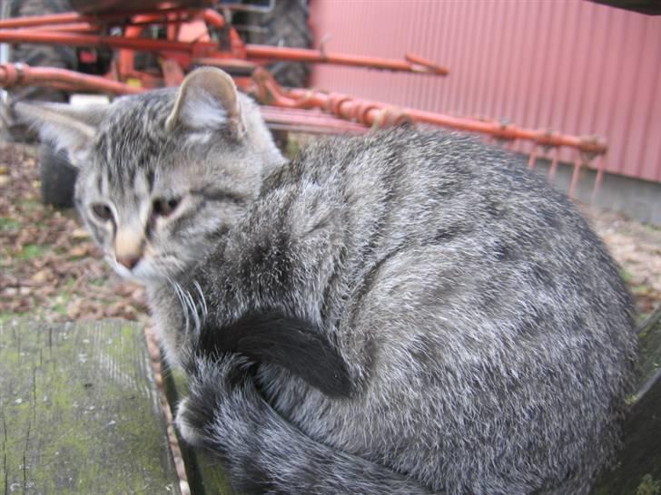 Huskat Whiskas billede 2