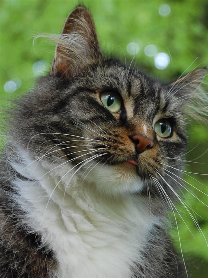 Maine Coon Duchess - velkommen til Dychess´es profil billede 1