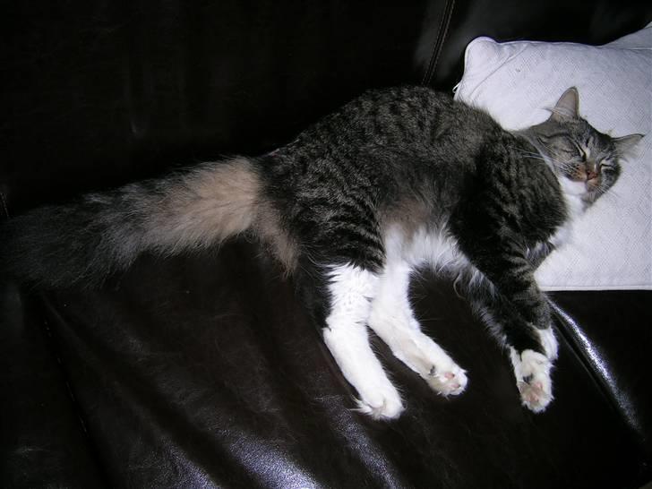 Maine Coon Duchess billede 2