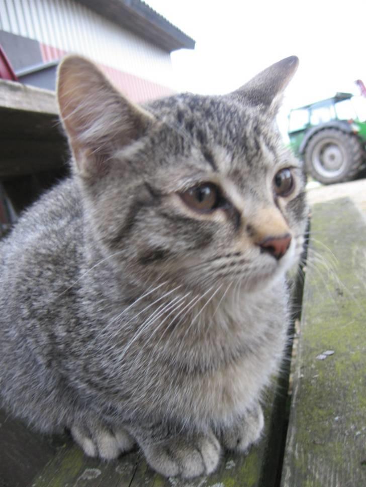 Huskat Whiskas billede 3