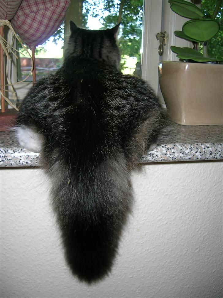 Maine Coon Duchess billede 3