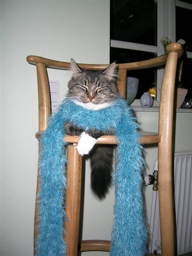 Maine Coon Duchess - Hvor er du dejlig,, altså! billede 4