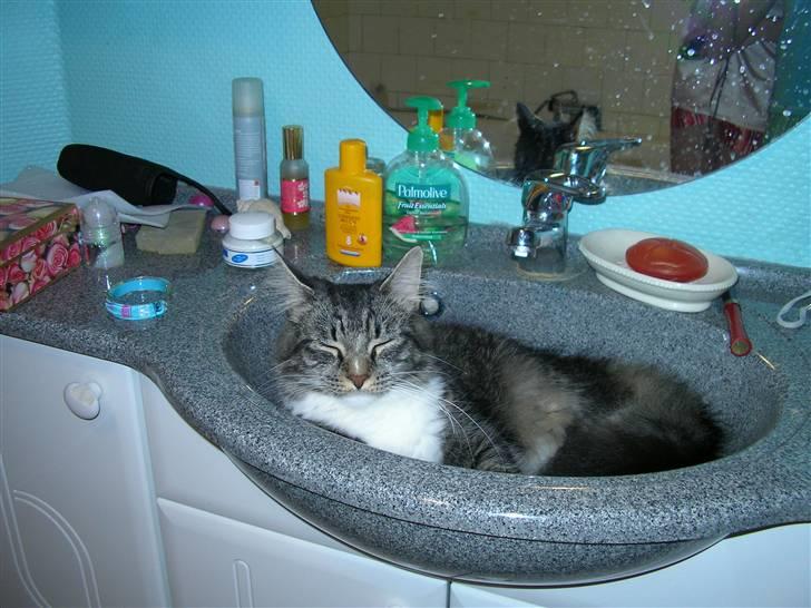 Maine Coon Duchess - Hihi<3 billede 5