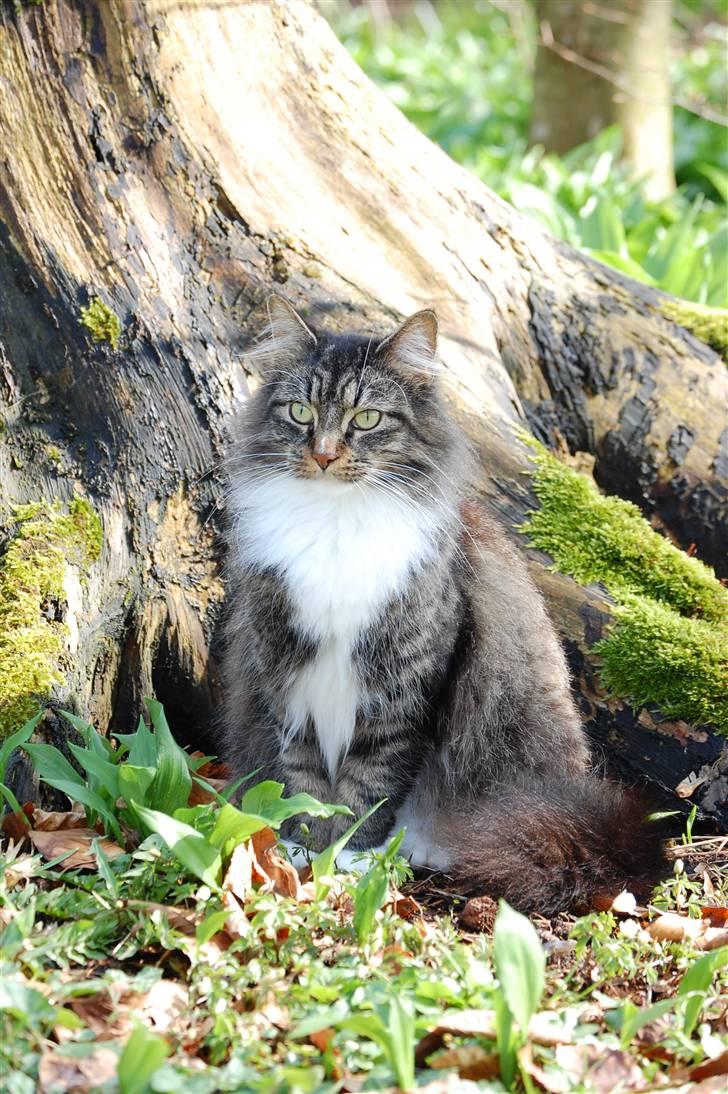 Maine Coon Duchess - Hun har sadt sig til ratte son fotograffen kunne tager billeder af hende(: billede 6