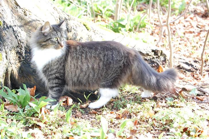 Maine Coon Duchess billede 7