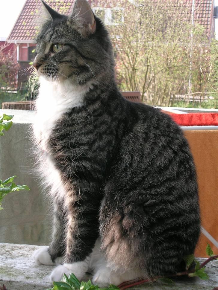 Maine Coon Duchess billede 8