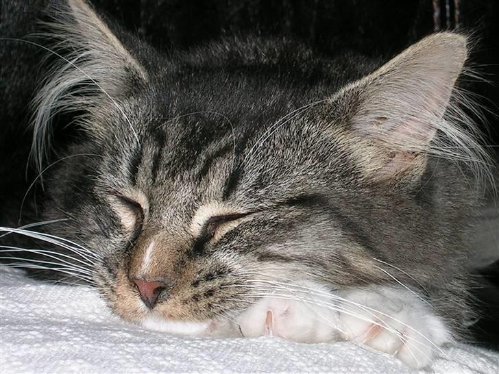 Maine Coon Duchess billede 9