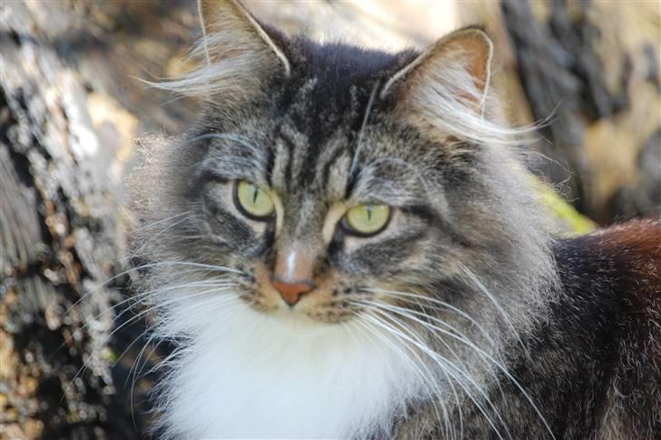 Maine Coon Duchess billede 10
