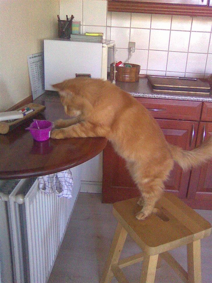 Maine Coon Pyrus billede 18