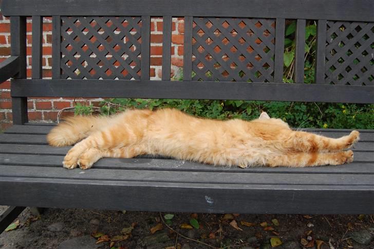 Maine Coon Pyrus billede 19