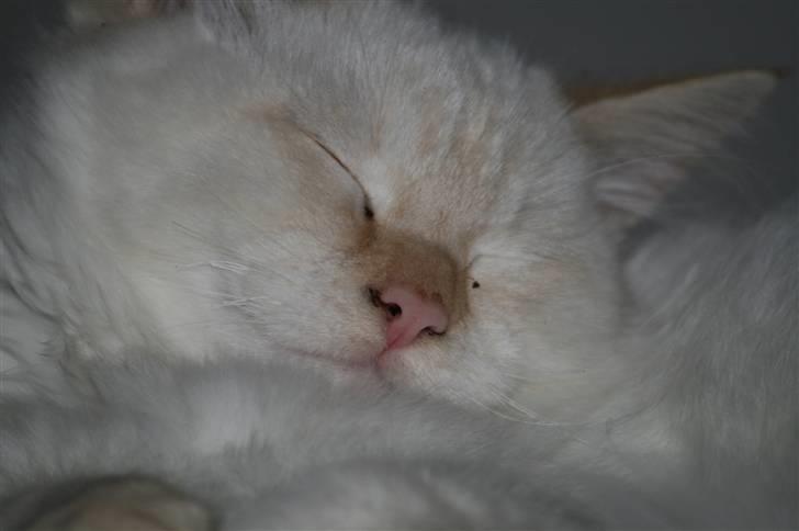 Hellig Birma dooley billede 4