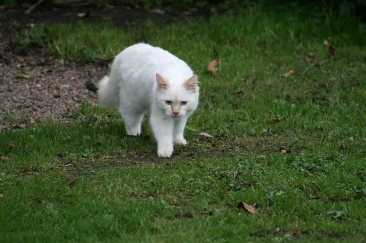 Hellig Birma dooley billede 5