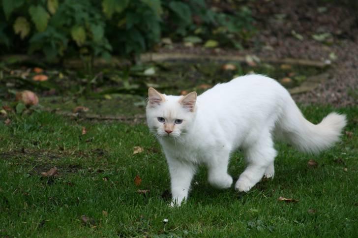 Hellig Birma dooley billede 6