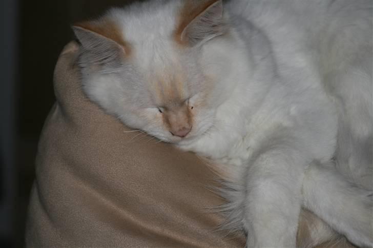 Hellig Birma dooley billede 7