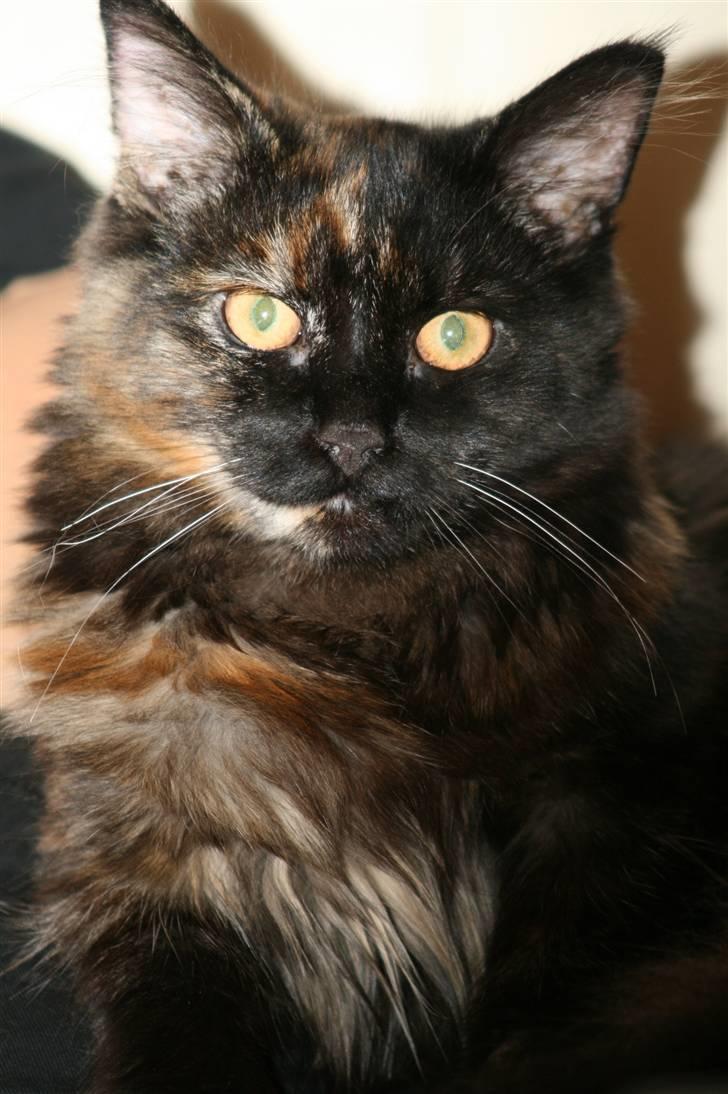 Maine Coon dumle billede 4