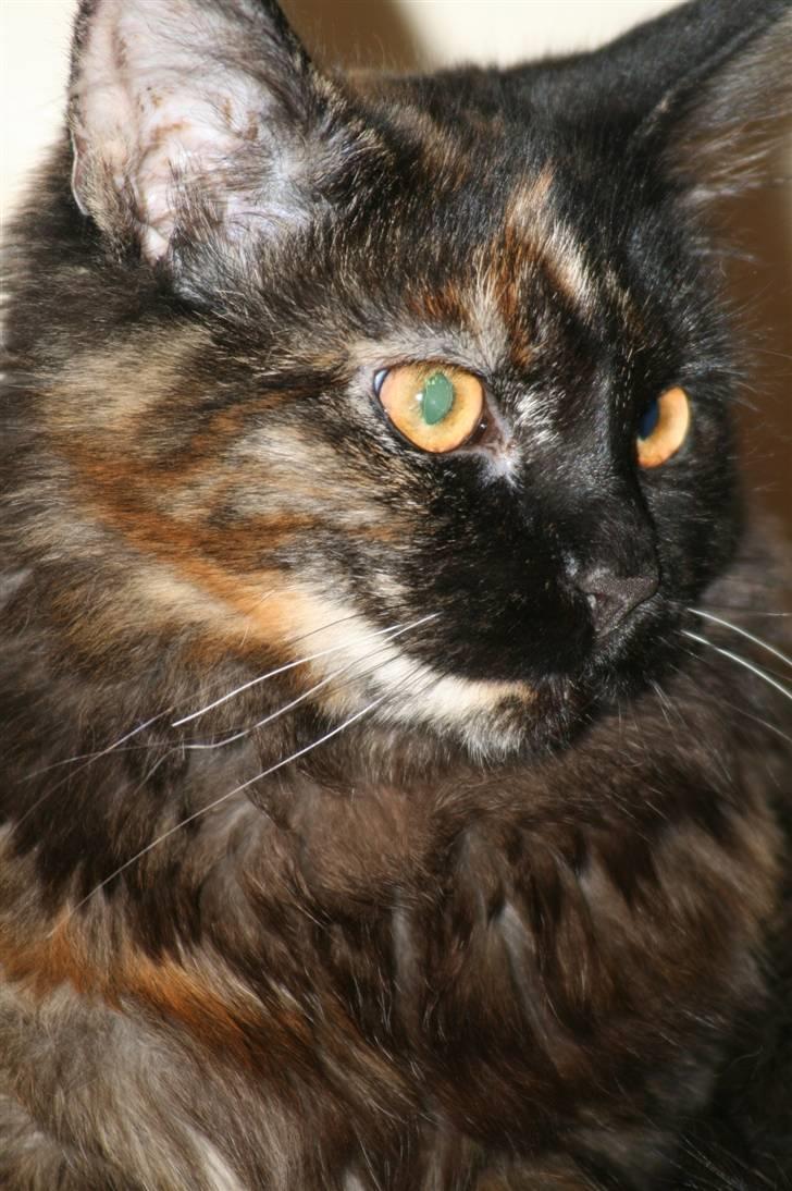 Maine Coon dumle billede 5