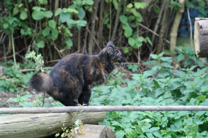 Maine Coon dumle billede 6