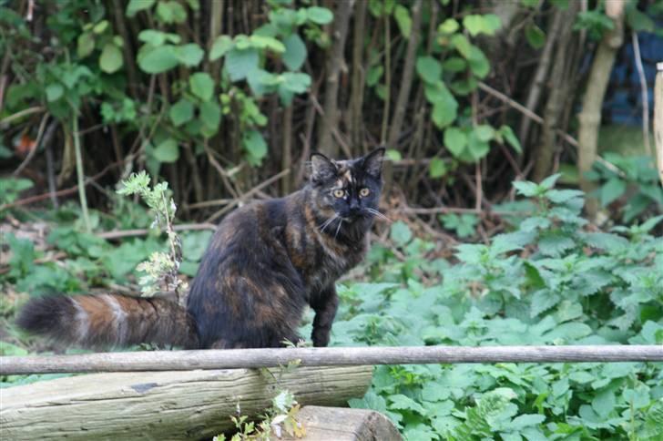 Maine Coon dumle billede 7