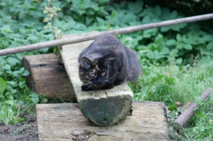 Maine Coon dumle billede 8