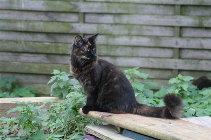 Maine Coon dumle billede 9