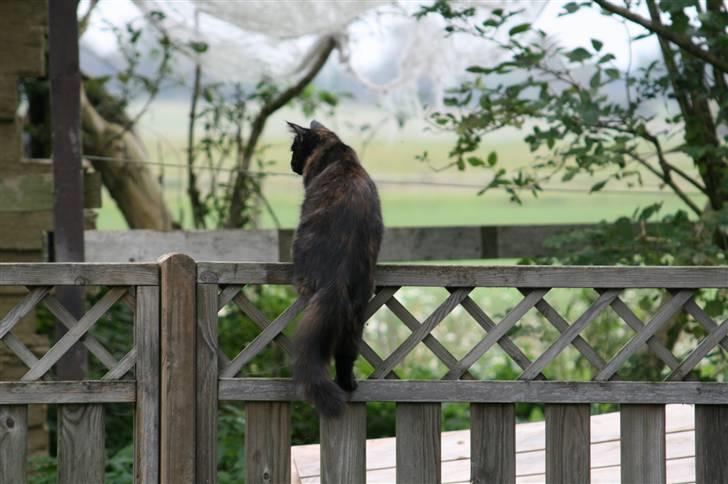 Maine Coon dumle billede 10