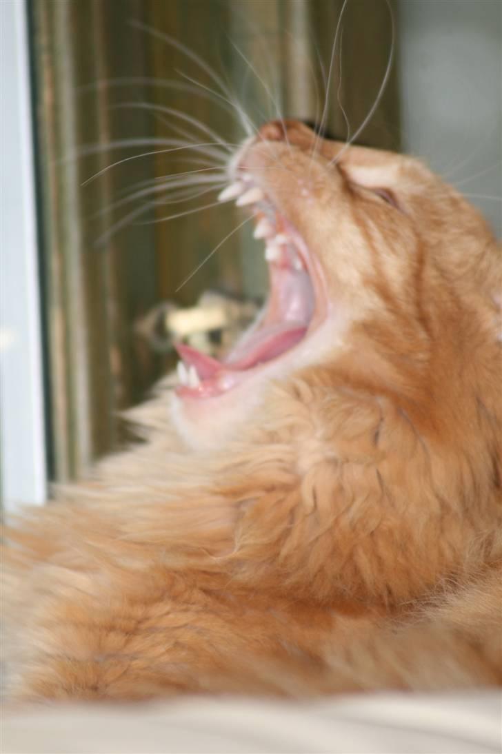 Maine Coon Harald (konge) billede 6