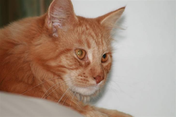 Maine Coon Harald (konge) billede 7