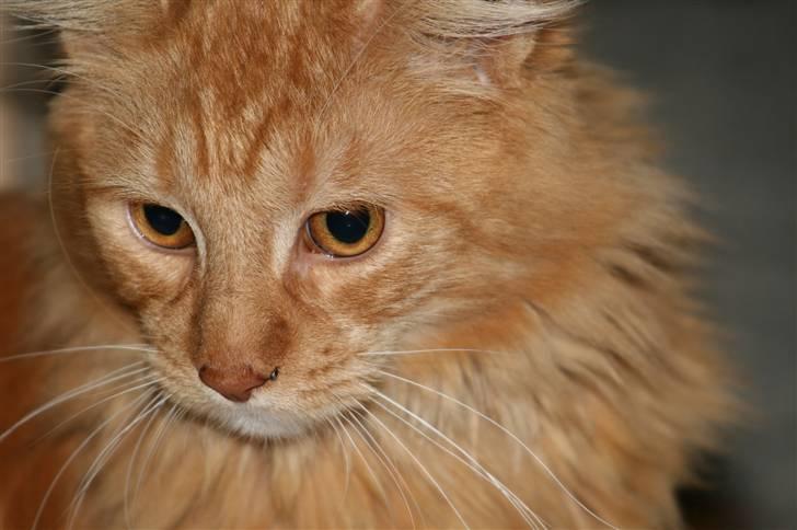 Maine Coon Harald (konge) billede 8