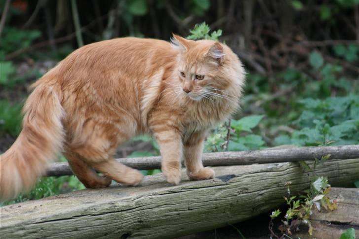 Maine Coon Harald (konge) billede 9