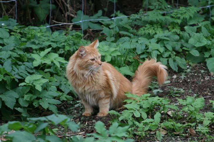 Maine Coon Harald (konge) billede 10