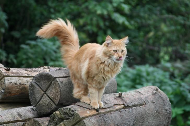 Maine Coon Harald (konge) billede 11