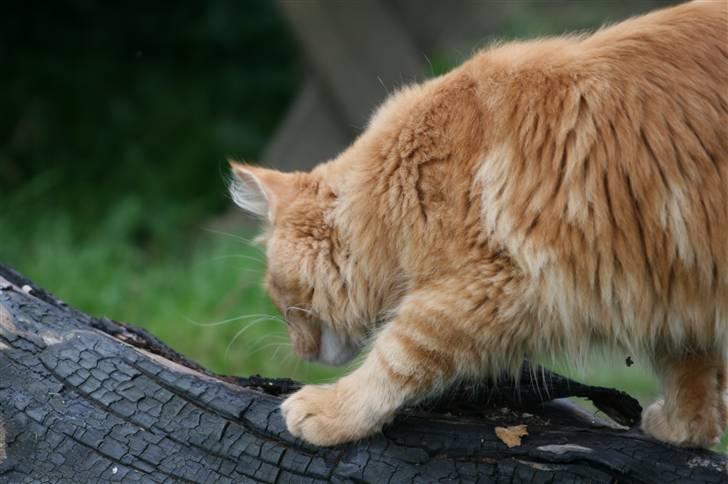 Maine Coon Harald (konge) billede 12