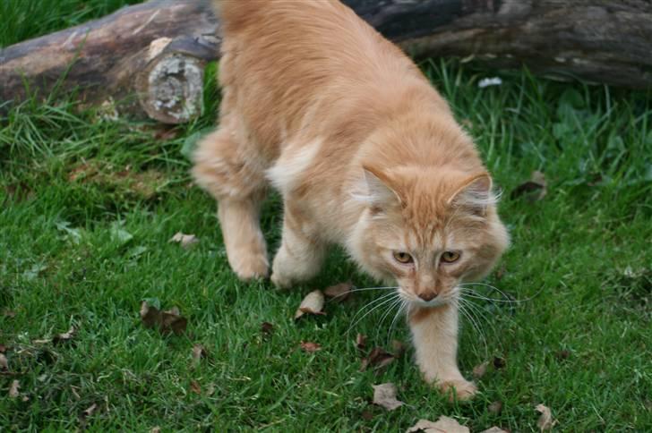 Maine Coon Harald (konge) billede 13