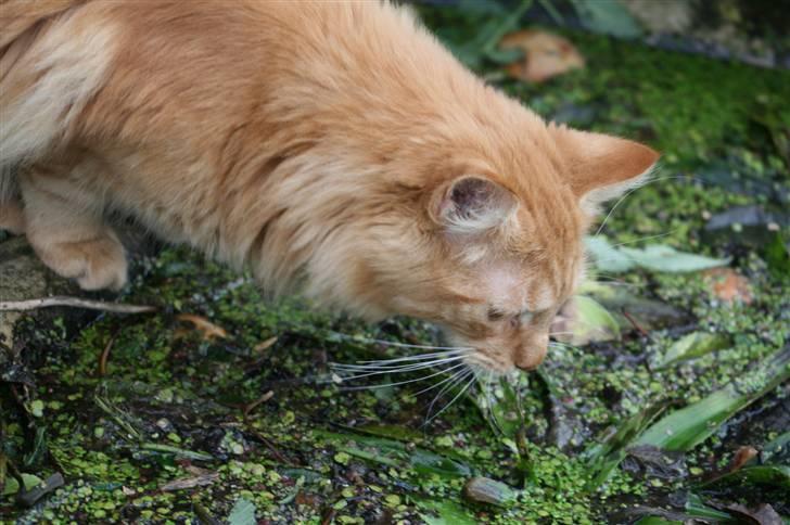 Maine Coon Harald (konge) billede 14