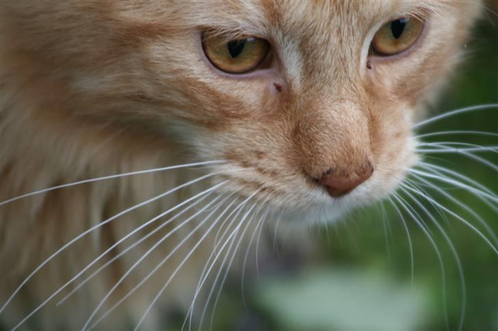 Maine Coon Harald (konge) billede 15