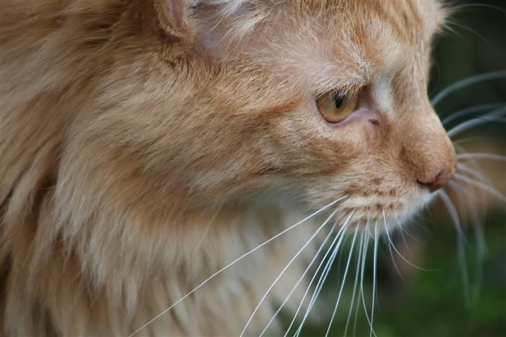 Maine Coon Harald (konge) billede 16