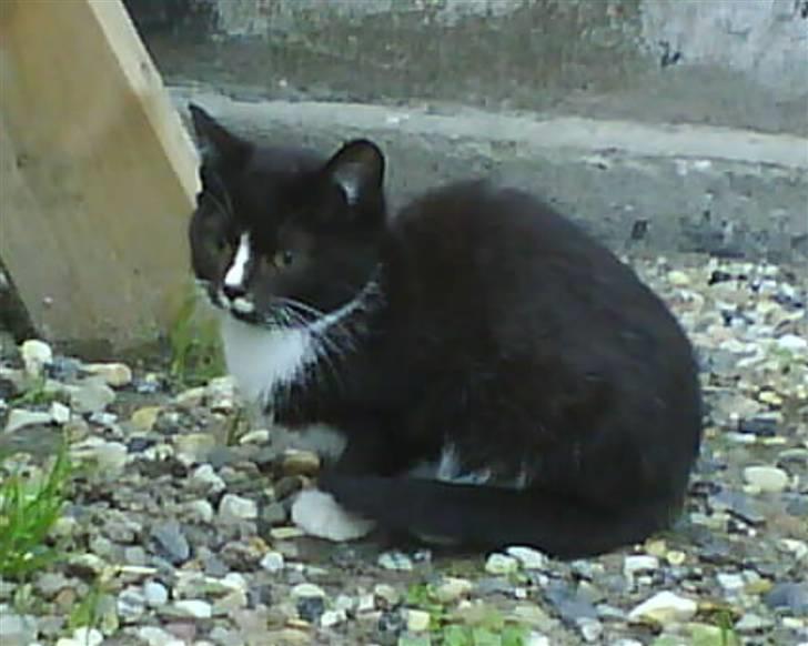 Huskat  Strandgaardens Fanta - Fanta kisser sidder ved en bænk....   Han syntes der er for højt op! billede 1