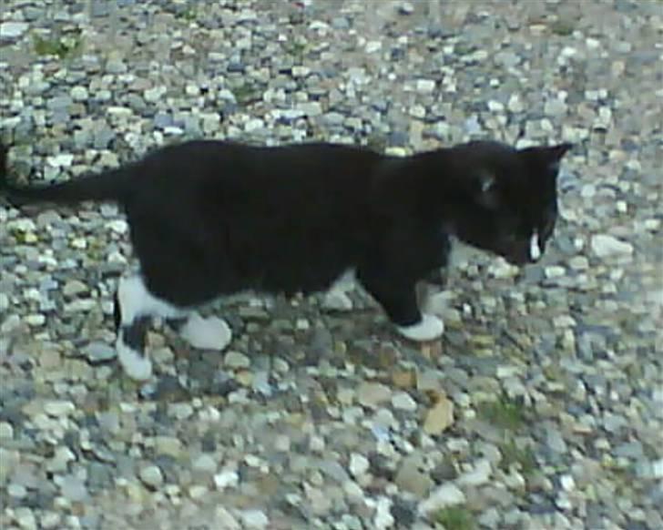 Huskat  Strandgaardens Fanta - Nu gad han ikke sede og kigge der op hvor han ikke kan komme! billede 2