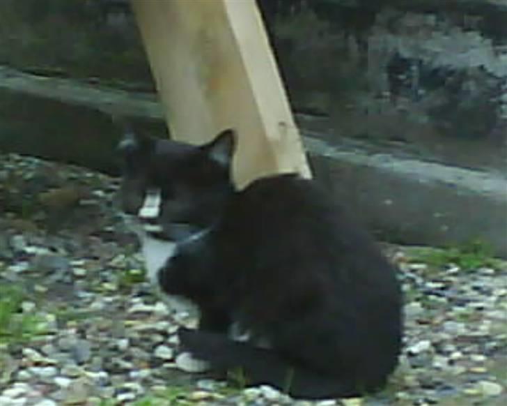 Huskat  Strandgaardens Fanta - Nu tror du nok jeg har brugt et billed to gange men det her er mere tydeligt... billede 3