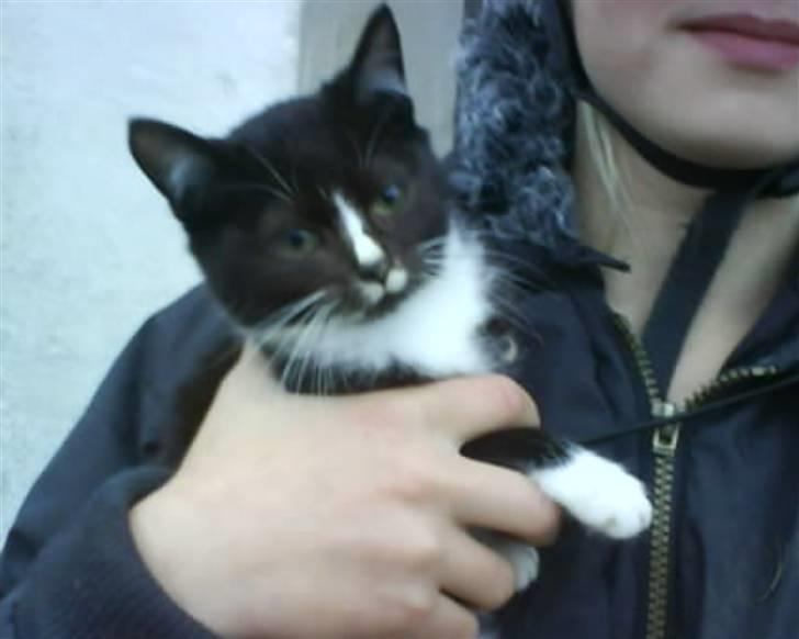 Huskat  Strandgaardens Fanta - Fanta var ikk lige så vild med at blive holdt af min søs... kig hende Domino:D billede 4