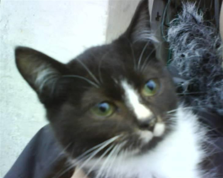 Huskat  Strandgaardens Fanta - Har jeg nogensinde fortaldt om at Fanta gerne vil være fotomodel... Det billed kaldte jeg også Fanta_faze! billede 5