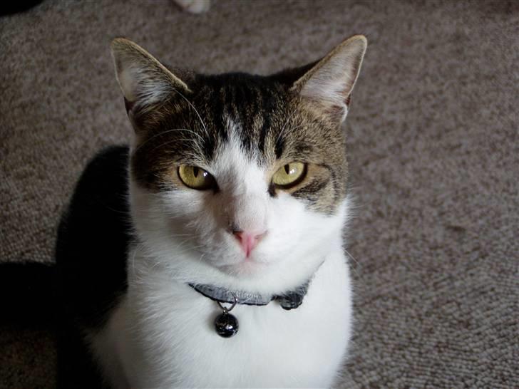 Huskat Manse billede 1