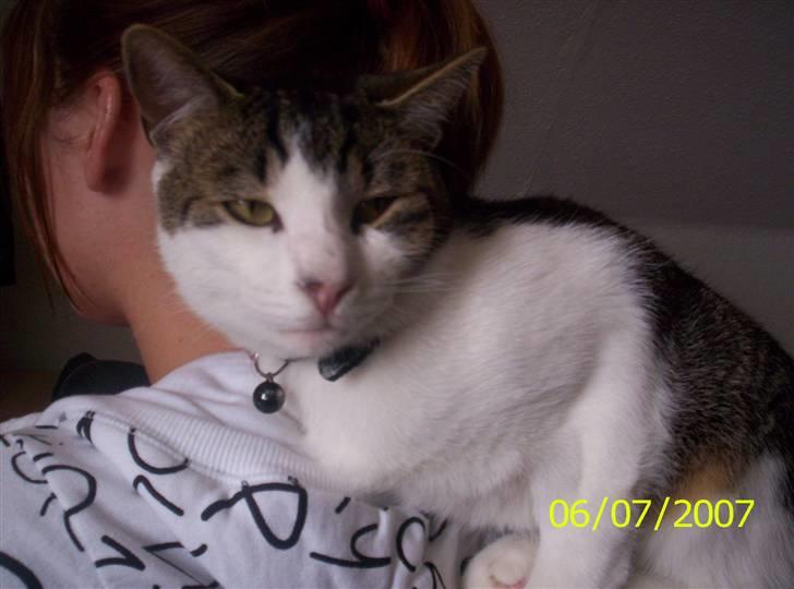 Huskat Manse - Hvis der ikke lige er tid til mig, skal jeg nok sørge for at jeg ikke bliver helt glemt ;) billede 4